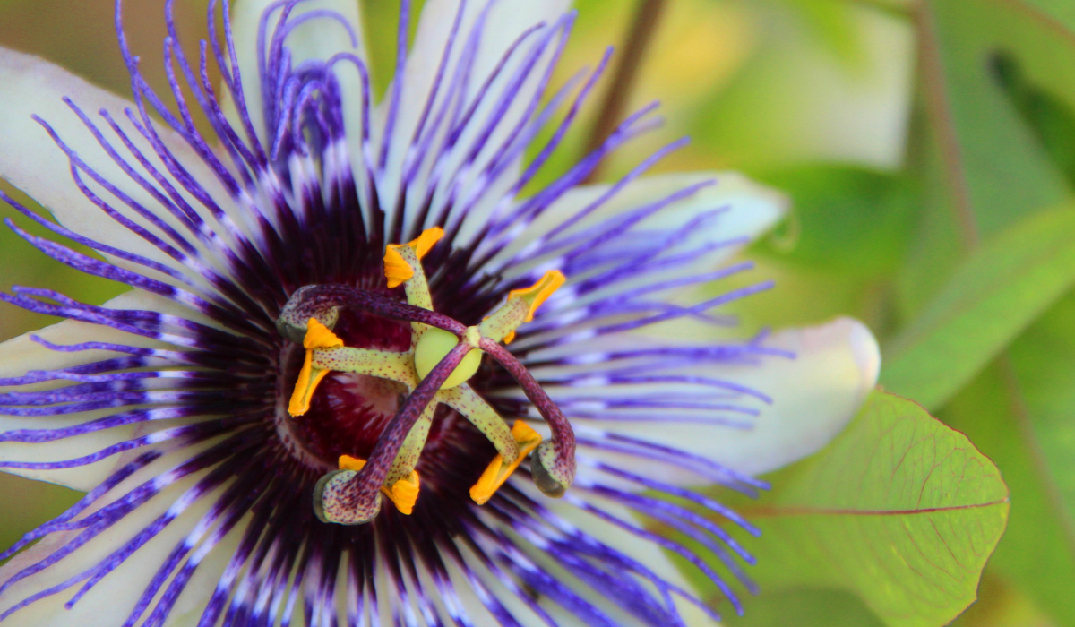 Pasiflora: un ansiolítico y calmante natural