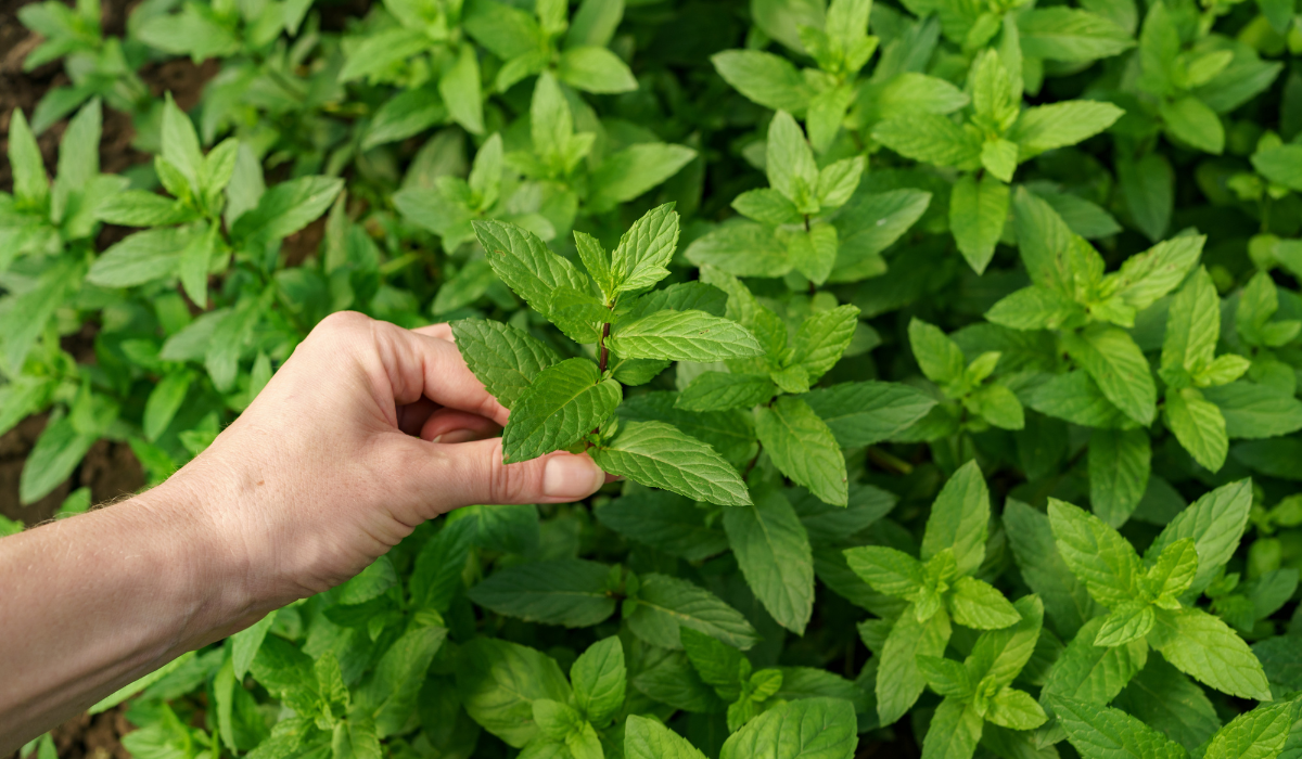 Melisa: una planta antioxidante y digestiva